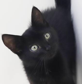 Velveeta is our fluffy angel baby - PRECIOUS BEYOND WORDS -  Bombay and Maine Coon Cat for Adoption in Bedford Hills, New York - Velveeta Is Our Fluffy Angel Baby - PRECIOUS BEYOND WORDS | PetCurious