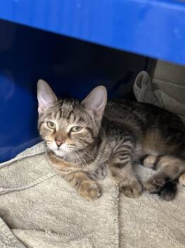 Domestic Short Hair Cats Available for Adoption in Bolton, Ontario - Daphne | PetCurious