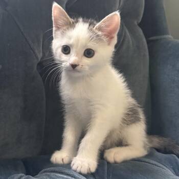 Bubbles -  Domestic Short Hair Cat Available for Adoption in Chapel Hill, North Carolina - Bubbles | PetCurious