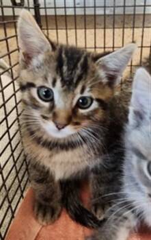Domestic Short Hair Cats Available for Adoption in Sacramento, California - CHUCK | PetCurious