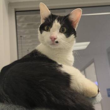 Domestic Short Hair Cats Available for Adoption in Richmond, California - SNAZZY | PetCurious