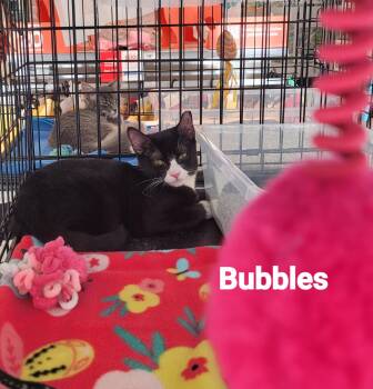 Bubbles -  American Shorthair Cat for Adoption in Mount Pleasant, South Carolina - Bubbles | PetCurious