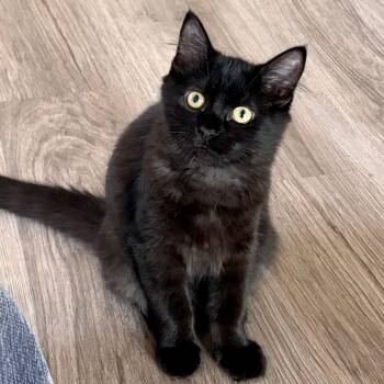 Winnie -  Domestic Medium Hair Cat for Adoption in Naperville, Illinois - Winnie | PetCurious
