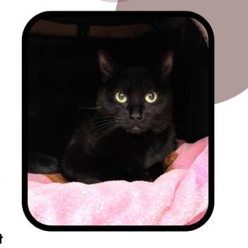 Domestic Short Hair Cats Available for Adoption - Ebony | PetCurious