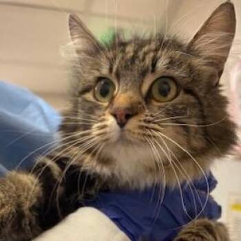 Domestic Long Hair Cats Available for Adoption in Murray, Utah - Mae | PetCurious