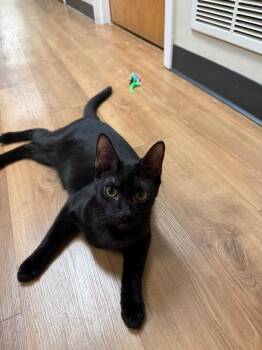 VOLKSWAGEN -  Domestic Short Hair Cat for Adoption in Chillicothe, Ohio - VOLKSWAGEN | PetCurious