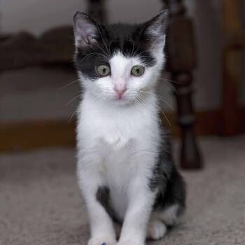 Rescue Domestic Medium Hair Cats for Adoption in Shorewood, Illinois - Kombucha | PetCurious