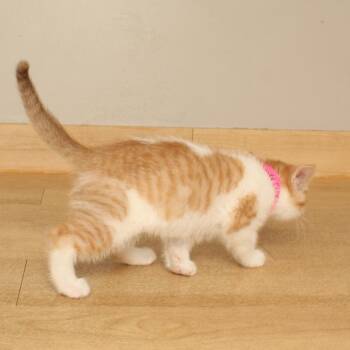 Candy Corn C70248 -  Domestic Short Hair Cat for Adoption in Minnetonka, Minnesota - Candy Corn C70248 | PetCurious