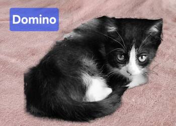 Rescue Domestic Short Hair Cats for Adoption in San Jacinto, California - Domino D | PetCurious