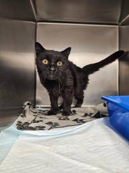 Domestic Short Hair Cats Available for Adoption in Ontario, Ohio - Darlene | PetCurious