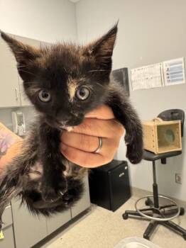 White Macadamia -  Domestic Short Hair Cat for Adoption in Bloomington, Indiana - White Macadamia | PetCurious
