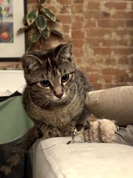Rescue Domestic Short Hair Cats for Adoption - Beth | PetCurious