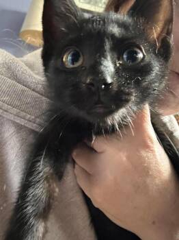 Pocus -  Domestic Short Hair Cat for Adoption in Virginia Beach, Virginia - Pocus | PetCurious