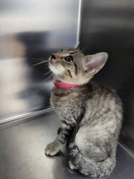 Sf-19 Rivers? -  Domestic Short Hair Cat for Adoption in Lawrenceville, Georgia - Sf-19 Rivers? | PetCurious