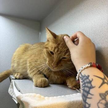 Apollo -  Domestic Medium Hair Cat for Adoption in Pittsburgh, Pennsylvania - Apollo | PetCurious