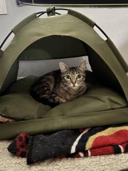 Alita -  Tabby and Domestic Short Hair Cat for Adoption in San Jose, California - Alita | PetCurious