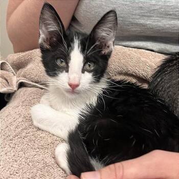 Sydney -  Domestic Short Hair Cat for Adoption in Los Angeles, California - Sydney | PetCurious