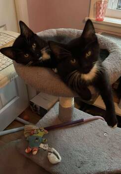 Rescue Domestic Short Hair Cats for Adoption in Manchester, Connecticut - Acadia & Bryce | PetCurious