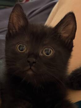 Magi Lune -  Domestic Short Hair Cat for Adoption in Beaverton, Oregon - Magi Lune | PetCurious