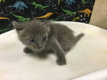 SALLY -  Domestic Short Hair Cat for Adoption in Riverside, California - SALLY | PetCurious