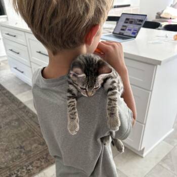 Daisy -  Domestic Short Hair Cat for Adoption in Tallahassee, Florida - Daisy | PetCurious