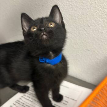 Rescue Domestic Short Hair Cats for Adoption in San Jacinto, California - Tairn | PetCurious