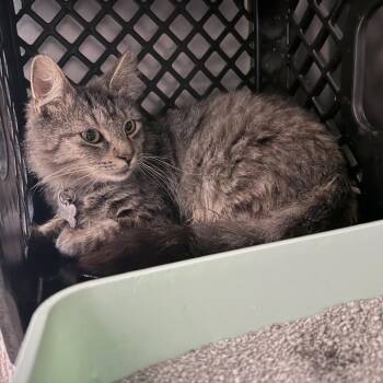 Domestic Long Hair Cats Available for Adoption in Auburn, Alabama - Stephen | PetCurious