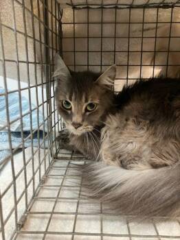 Domestic Short Hair Cats Available for Adoption in Jacksonville, Florida - PURRINCESS LEIA | PetCurious