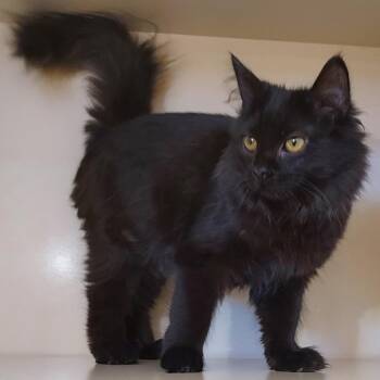 Serena -  Domestic Medium Hair Cat for Adoption in Dayton, Ohio - Serena | PetCurious