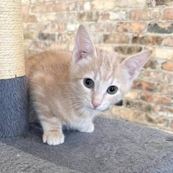 Ronny -  Domestic Short Hair Cat for Adoption in Prosper, Texas - Ronny | PetCurious