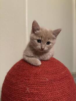 Toast -  Domestic Short Hair Cat for Adoption in Aurora, Colorado - Toast | PetCurious