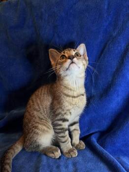 Peregrin Took -  Domestic Short Hair Cat for Adoption in Wheaton, Illinois - Peregrin Took | PetCurious