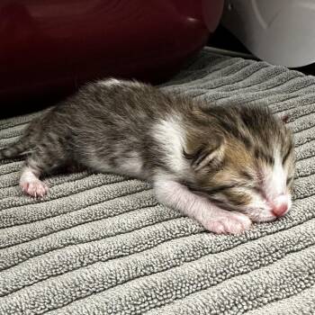 Voodoo -  Domestic Short Hair Cat for Adoption in Warrensburg, Missouri - Voodoo | PetCurious
