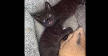 Lochlan -  Domestic Medium Hair Cat for Adoption in Virginia Beach, Virginia - Lochlan | PetCurious