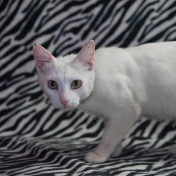 Salad -  Domestic Short Hair Cat for Adoption in Wheaton, Illinois - Salad | PetCurious