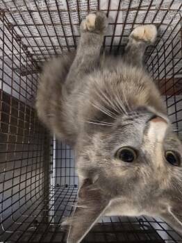 Domestic Medium Hair Cats Available for Adoption in Houston, Texas - A655029 | PetCurious