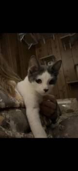 Rescue Domestic Short Hair Cats for Adoption in Gresham, Wisconsin - TABITHA | PetCurious