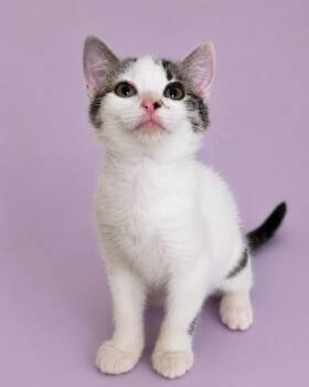 Yuki -  Domestic Short Hair Cat for Adoption in Cleveland, Texas - Yuki | PetCurious