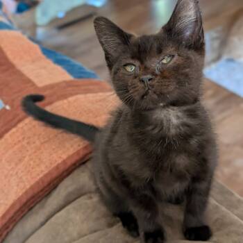 Rescue Domestic Short Hair Cats for Adoption in Milford, Iowa - Wednesday | PetCurious