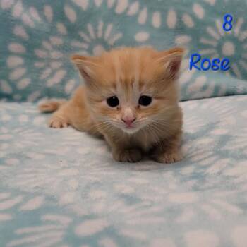 Rose -  Domestic Medium Hair Cat for Adoption in Parkersburg, West Virginia - Rose | PetCurious