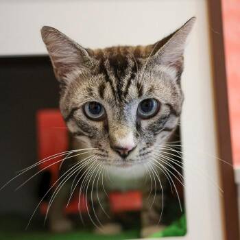 Handsome -  Siamese and Domestic Short Hair Cat for Adoption in Bradenton, Florida - Handsome | PetCurious