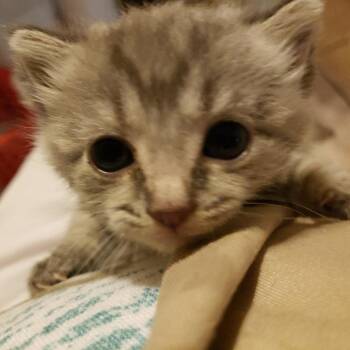 Darcy -  Domestic Short Hair Cat for Adoption in Madisonville, Tennessee - Darcy | PetCurious
