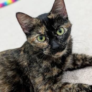 Rescue Domestic Short Hair Cats for Adoption in North Branford, Connecticut - 25-245 Sage | PetCurious