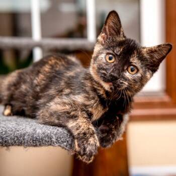 Domestic Short Hair Cats Available for Adoption in Des Moines, Iowa - Sable -- Bonded Buddy With Ember | PetCurious