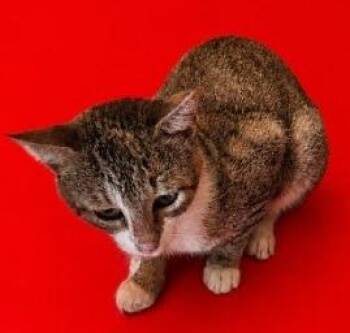 Brunhilda -  Domestic Short Hair Cat for Adoption in Wauchula, Florida - Brunhilda | PetCurious