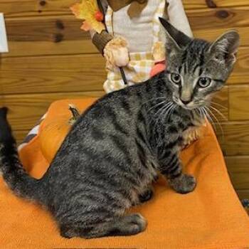 Rescue Tabby Cats for Adoption in Southern Pines, North Carolina - Nashua - Sweet And Adorable Tabby Boy | PetCurious
