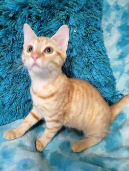 STAR-BRITE -  Domestic Short Hair Cat for Adoption in Powder Springs, Georgia - STAR-BRITE | PetCurious