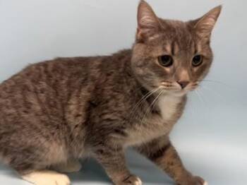 Chanel -  Domestic Medium Hair and Domestic Short Hair Cat for Adoption in Golden Valley, Minnesota - Chanel | PetCurious