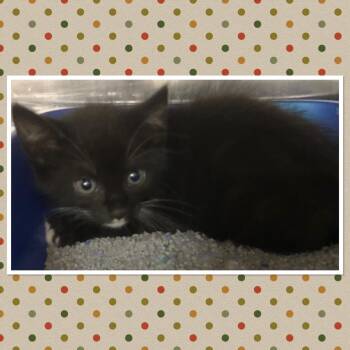 Rescue Domestic Short Hair Cats for Adoption in Buckhannon, West Virginia - BUFFY | PetCurious