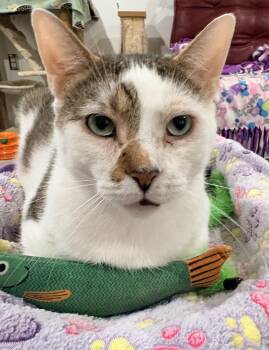 Hamm -  Domestic Short Hair Cat for Adoption in North Huntingdon, Pennsylvania - Hamm | PetCurious